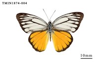 藏品(黃裙脈粉蝶)的圖片